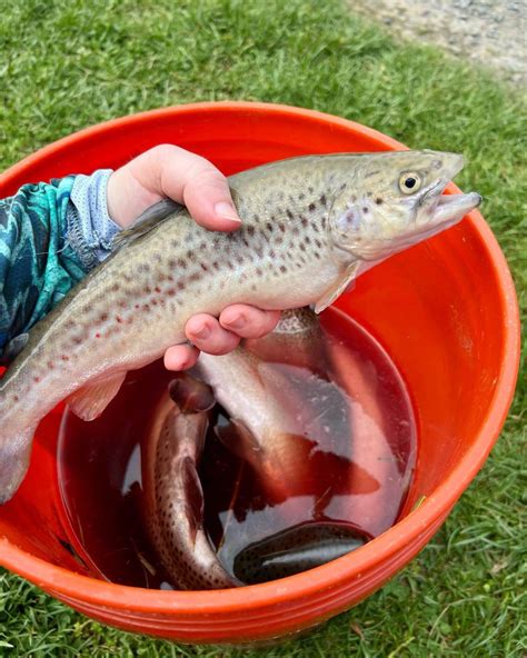 larostar trout farm|The 10 Best Fish Farms near Selection Park, ZA .